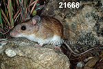 Peromyscus-leucopus tornillo